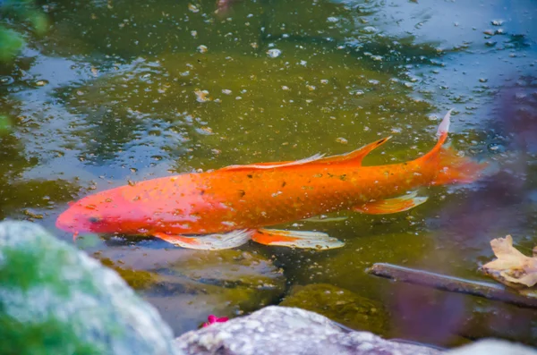 Риба короп кої під водою — стокове фото