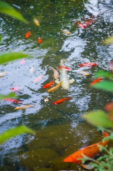 Carp koi fish under the water