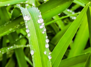 yağmur suyu üzerinde yaprak düşer
