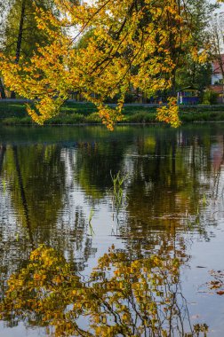 Güneşli bir günde sonbahar parkı manzarası. Sarı ve yeşil ağaçlar gölde yansıtılır..