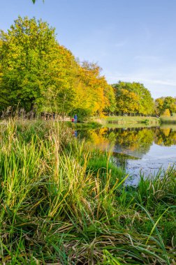 Güneşli bir günde sonbahar parkı manzarası. Sarı ve yeşil ağaçlar gölde yansıtılır..