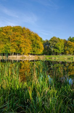 Güneşli bir günde sonbahar parkı manzarası. Sarı ve yeşil ağaçlar gölde yansıtılır..