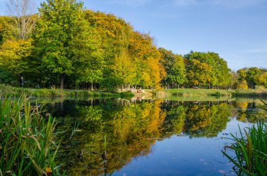 Güneşli bir günde sonbahar parkı manzarası. Sarı ve yeşil ağaçlar gölde yansıtılır..
