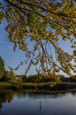 Güneşli bir günde sonbahar parkı manzarası. Sarı ve yeşil ağaçlar gölde yansıtılır..