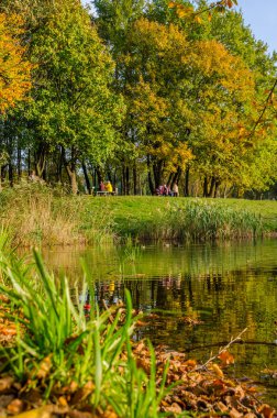 Güneşli bir günde sonbahar parkı manzarası. Sarı ve yeşil ağaçlar gölde yansıtılır..