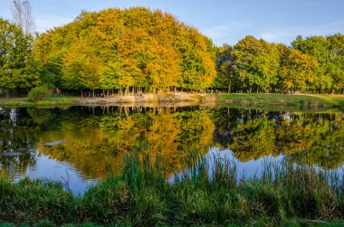Güneşli bir günde sonbahar parkı manzarası. Sarı ve yeşil ağaçlar gölde yansıtılır..