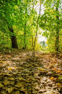 Güneşli bir günde sonbahar ormanı manzarası. Sonbahar mevsiminde sarı ve yeşil orman.