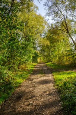Güneşli bir günde sonbahar ormanı manzarası. Sonbahar mevsiminde sarı ve yeşil orman.
