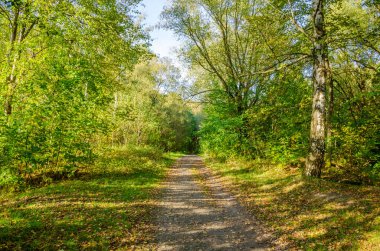 Güneşli bir günde sonbahar ormanı manzarası. Sonbahar mevsiminde sarı ve yeşil orman.