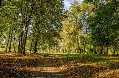 Güneşli bir günde sonbahar ormanı manzarası. Sonbahar mevsiminde sarı ve yeşil orman.
