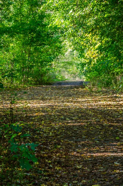 Krajina Podzimním Lesem Slunečného Dne Žlutý Zelený Les Podzimní Sezóně — Stock fotografie