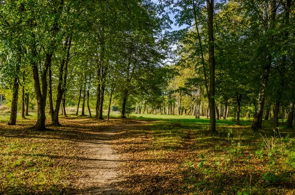 Krajina Podzimním Lesem Slunečného Dne Žlutý Zelený Les Podzimní Sezóně — Stock fotografie