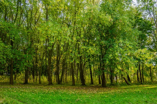 Landscape Autumn Forest Sunny Day Yellow Green Forest Fall Season — Stock Photo, Image