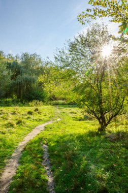 Güneşli bir günde sonbahar ormanı manzarası. Sonbahar mevsiminde sarı ve yeşil orman.