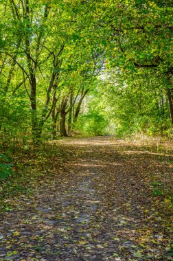 Güneşli bir günde sonbahar ormanı manzarası. Sonbahar mevsiminde sarı ve yeşil orman.