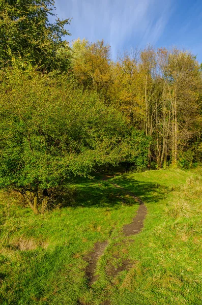 Paisagem Com Floresta Outono Dia Ensolarado Floresta Amarela Verde Temporada — Fotografia de Stock