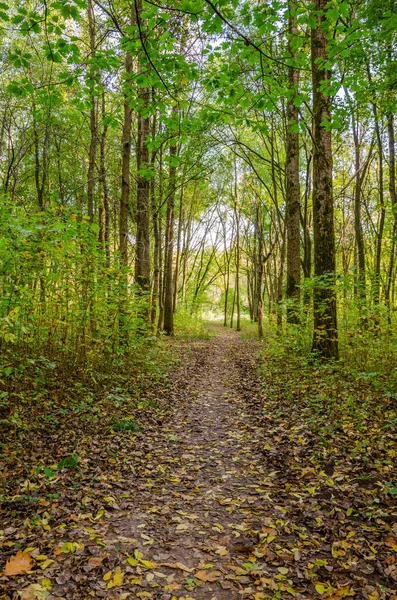 Τοπίο Φθινοπωρινό Δάσος Την Ηλιόλουστη Μέρα Κίτρινο Και Πράσινο Δάσος — Φωτογραφία Αρχείου