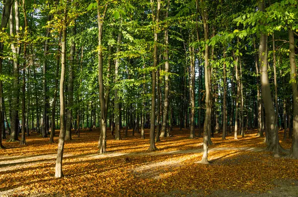 Krajina Podzimním Lesem Slunečného Dne Žlutý Zelený Les Podzimní Sezóně — Stock fotografie
