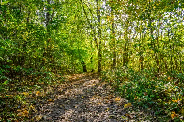 Güneşli bir günde sonbahar ormanı manzarası. Sonbahar mevsiminde sarı ve yeşil orman.