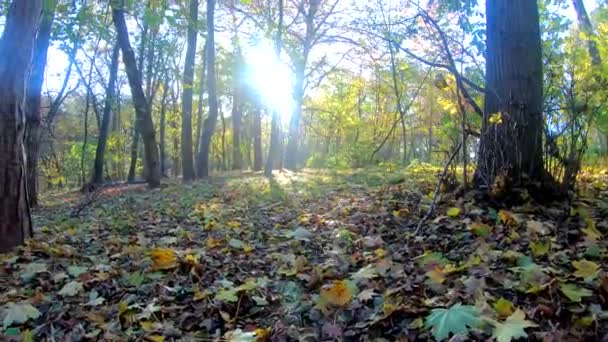 Esquilo Ruivo Pequeno Parque Cidade Temporada Outono — Vídeo de Stock