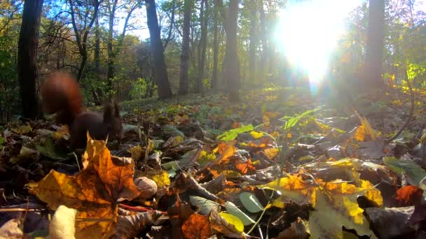 Small Redhead Squirrel City Park Autumn Season — Stock Video