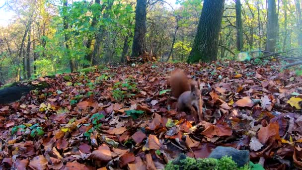 Small Redhead Squirrel City Park Autumn Season — Stock Video