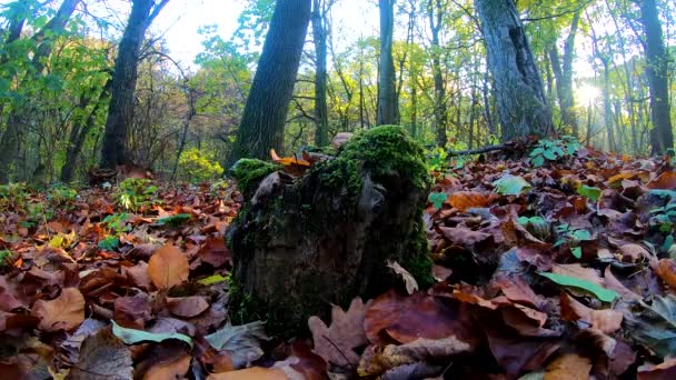 Pieni Punapää Orava Kaupungin Puistossa Syksyllä — kuvapankkivideo