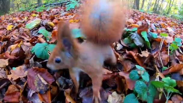 Small Redhead Squirrel City Park Autumn Season — Stock Video