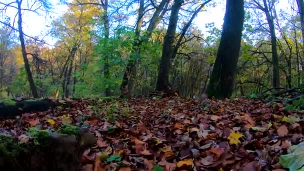 Esquilo Ruivo Pequeno Parque Cidade Temporada Outono — Vídeo de Stock