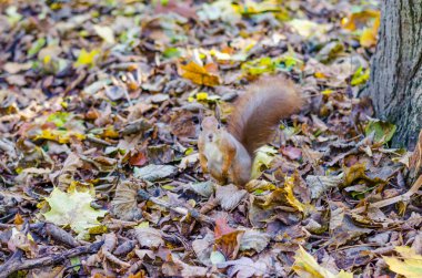 Sonbahar sezonunda şehir parkında kızıl saçlı sincap.