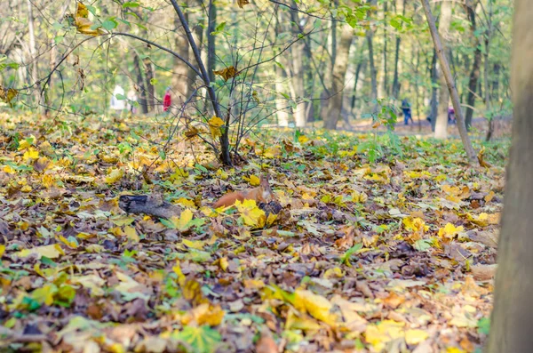 Scoiattolo Rosso Nel Parco Cittadino Nella Stagione Autunnale — Foto Stock