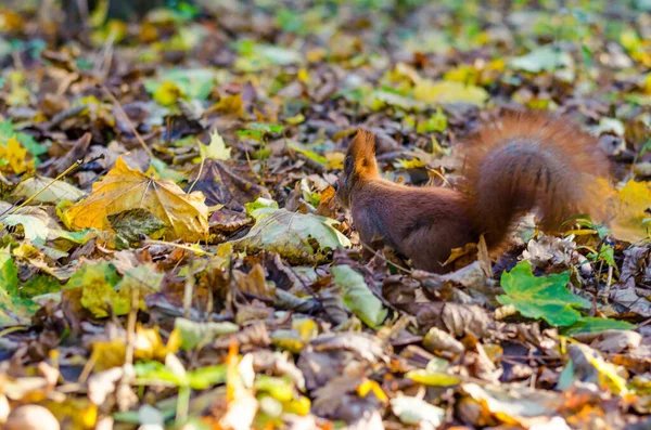 Écureuil Roux Dans Parc Ville Automne — Photo