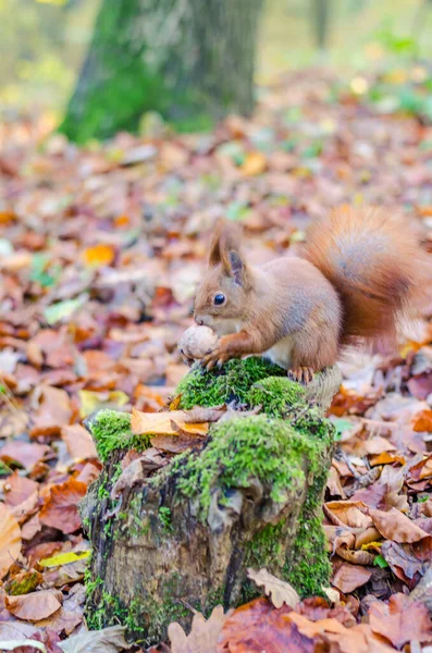 Écureuil Roux Dans Parc Ville Automne — Photo