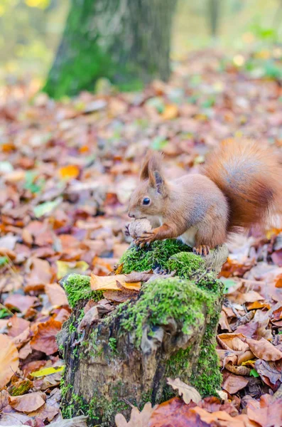 Écureuil Roux Dans Parc Ville Automne — Photo