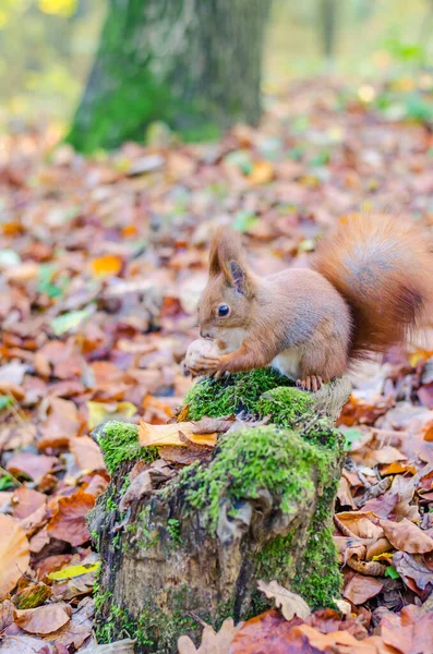 Écureuil Roux Dans Parc Ville Automne — Photo