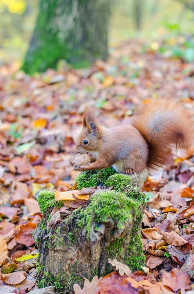 Ardilla Pelirroja Parque Ciudad Temporada Otoño — Foto de Stock