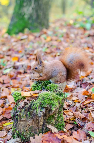 Ardilla Pelirroja Parque Ciudad Temporada Otoño — Foto de Stock