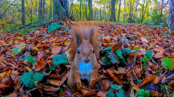 Rotschopfhörnchen Stadtpark Der Herbstsaison — Stockfoto
