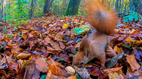 Redhead Veverka Městském Parku Podzimní Sezóně — Stock fotografie