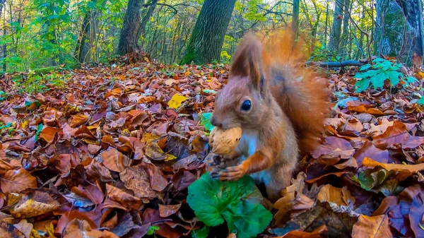 Redhead Veverka Městském Parku Podzimní Sezóně — Stock fotografie