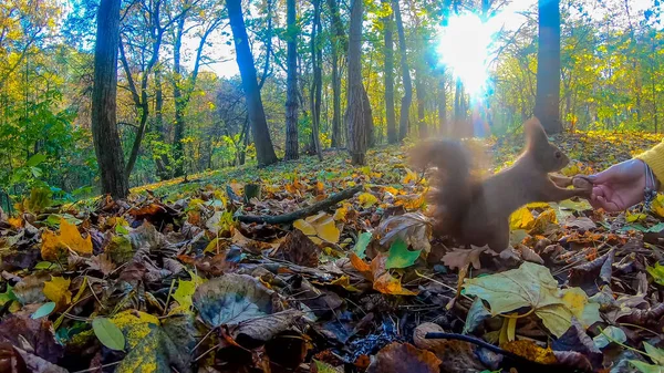 Écureuil Roux Dans Parc Ville Automne — Photo