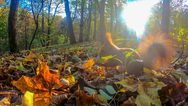 Écureuil Roux Dans Parc Ville Automne — Photo