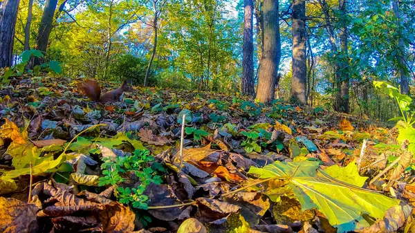 秋の都市公園のリスの頭 — ストック写真