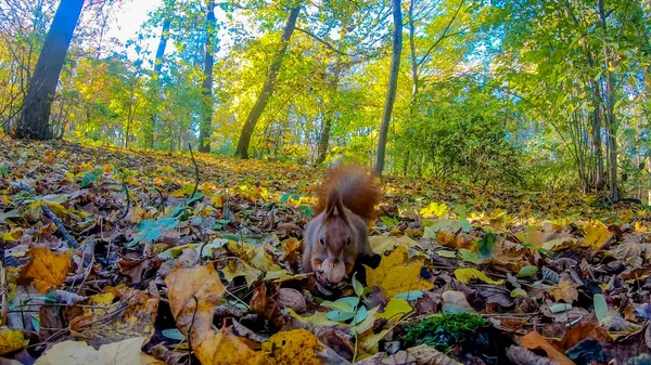 Рыжая Белка Городском Парке Осенью — стоковое фото