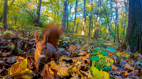 Esquilo Ruivo Parque Cidade Temporada Outono — Fotografia de Stock