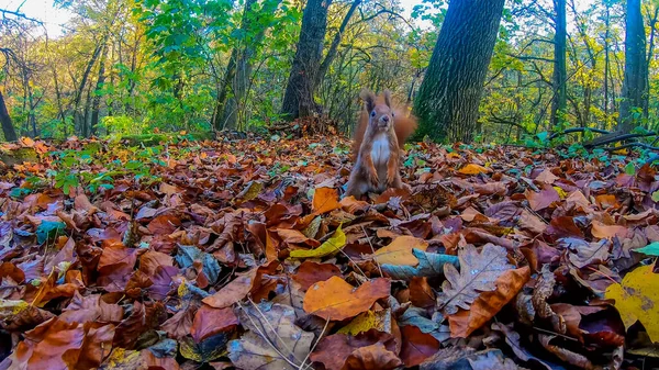 Écureuil Roux Dans Parc Ville Automne — Photo