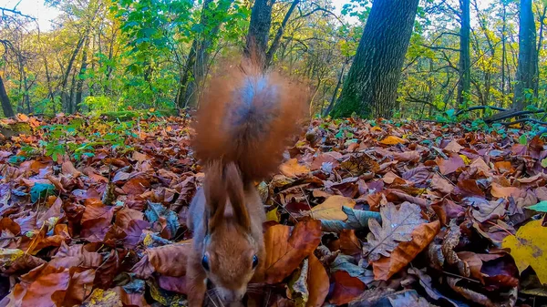 秋天城市公园里的红头松鼠 — 图库照片