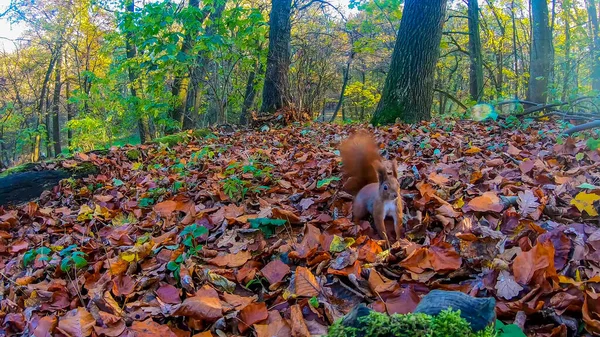 秋の都市公園のリスの頭 — ストック写真