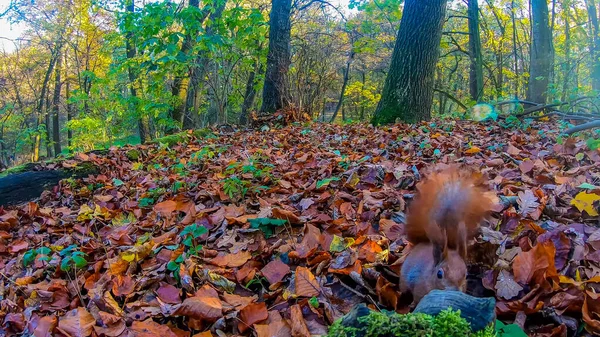 Écureuil Roux Dans Parc Ville Automne — Photo