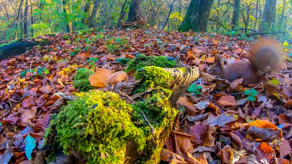 Redhead Squirrel City Park Autumn Season — Stock Photo, Image